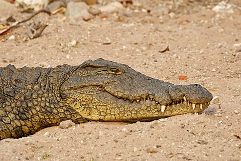 Nile Crocodile (Crocodylus niloticus), Chobe National Park, Botswana, Africa