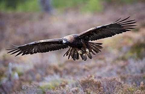 Golden Eagle (Aquila chrysaetos)