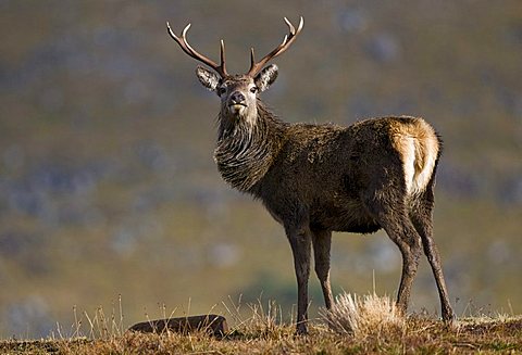 Red Deer (Cervus elaphus) in Scotland, United Kingdom