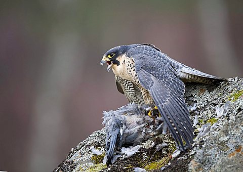 Peregrine Falcon (Falco peregrinus)