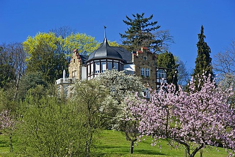 Almond tree blossom with Villa Emilienruhe mansion, Bad Bergzabern, Deutsche Weinstrasse, German Wine Road, Pfalz, Rhineland-Palatinate, Germany, Europe