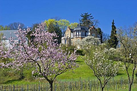 Almond tree blossom with Villa Emilienruhe mansion, Bad Bergzabern, Deutsche Weinstrasse, German Wine Road, Pfalz, Rhineland-Palatinate, Germany, Europe