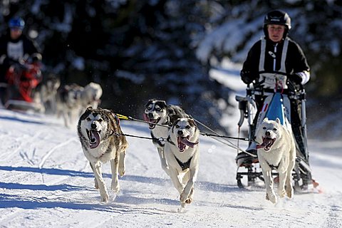 Dog-sled team, Unterjoch, Bavaria, Germany, Europe