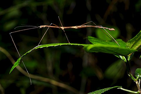 Phobaeticus serratipes stick insect (Phobaeticus serratipes) on leaf, Cuc Phuong National Park, Ninh Binh, North Vietnam, South East Asia