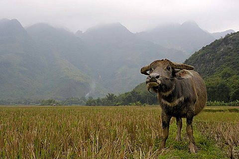 Water Buffalo in front karst mountains, dry Halong Bay, National Park TamCoc, Ninh Binh, North Vietnam, South East Asia