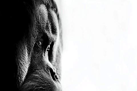 Orangutan (Pongo), profile, black-and-white