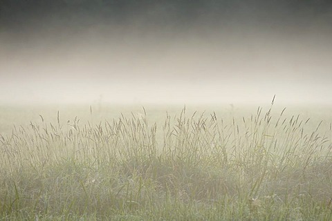 Morning atmosphere with fog, Elbe floodplain near Dessau, Saxony-Anhalt, Germany, Europe