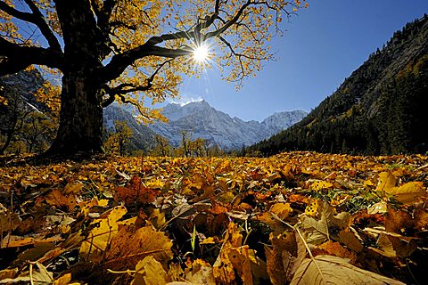 Sycamore Maple (Acer pseudoplatanus) with autumnal foliage, backlit, in front of snow-covered mountains, Ahornboden, Eng, Vorderriss, Tirol, Austria, Europe