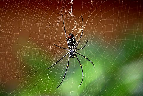 Golden Silk Orb-Weaver Spider (Nephila), Bagan, Myanmar, South East Asia