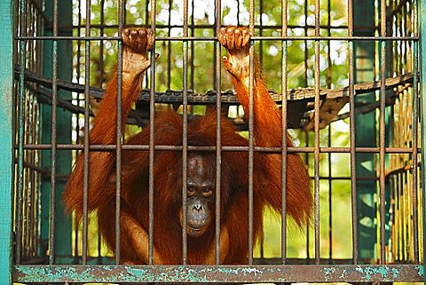 Orangutan Care Center and Quarantine Facility, Pangkalanbun, Central Kalimantan, Borneo, Indonesia, Asia