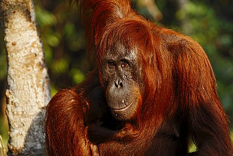 Bornean Orangutan (Pongo pygmaeus) in Tanjung Puting National Park, Central Kalimantan, Borneo, Indonesia, Asia