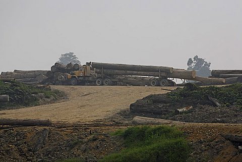 Semitrailer truck loaded with tropical wood, timber, logs, East Kalimantan, Borneo, Indonesia