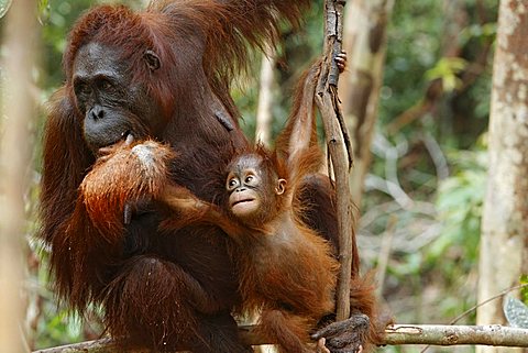 Bornean Orangutan (Pongo pygmaeus) with young at Tanjung Puting National Park, Central Kalimantan, Borneo, Indonesia, Asia