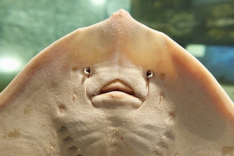 Ray (Batoidea), Aquarium Exploris, Portaferry, County Down, Northern Ireland, Ireland, United Kingdom, Europe