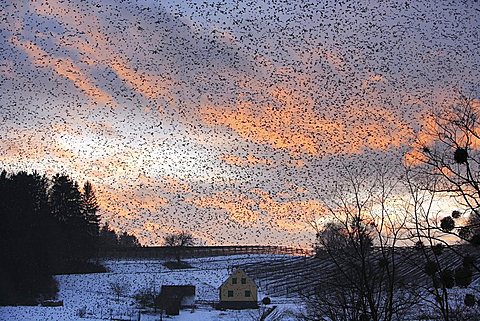 About 4 Mio. bramblings overwinter in a little narrow valley in winter 2008/2009, the first time ever for so many of the finches to overwinter there, Eastern Styria, Austria, Europe