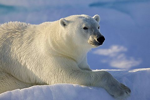 Polar Bear (Ursus maritimus), resting, Spitzbergen, Norway, Arctic