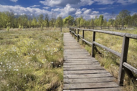 Boardwalk in the Naturschutzgebiet Dosenmoor nature reserve, regenerating and partially preserved bog, Kreis Neumuenster county, Schleswig-Holstein, Germany, Europe