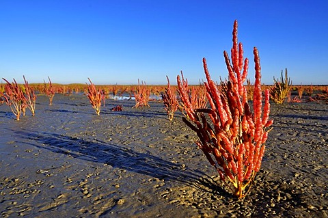 Saltwort tidal flats, pioneer vegetation, salt marsh vegetation (Salicornia), red in autumn, Norderfriedrichskoog tidal flats, Nationalpark Schleswig-Holsteinisches Wattenmeer, Schleswig-Holstein Wadden Sea National Park, Eiderstedt peninsula, North Fries