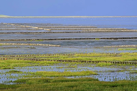 Breakwaters or groynes, coastal protection measures, Noderfriedrichskoog tidal flats, Nationalpark Schleswig-Holsteinisches Wattenmeer, Schleswig-Holstein Wadden Sea National Park, Eiderstedt peninsula, North Friesland region, Schleswig-Holstein, Germany,