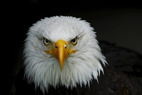 Bald eagle (Haliaeetus leucocephalus)