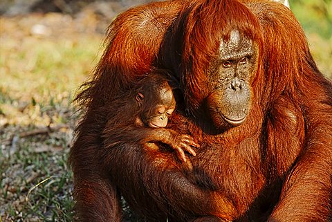 Orang-Utan (Pongo pygmaeus) in Tanjung Putting national park, Central-Kalimantan, Borneo, Indonesia