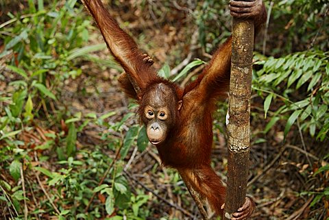 Orang-Utan (Pongo pygmaeus) in Tanjung Putting national park, Central-Kalimantan, Borneo, Indonesia