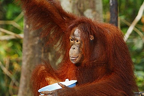 Orang-utan (Pongo pygmaeus) in Tanjung Puting national park, Central-Kalimantan, Borneo, Indonesia