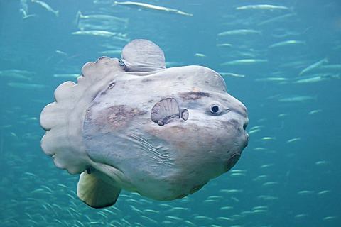 Ocean sunfish (Mola mola), Hirtshals, Northern Jutland, Denmark, Europe