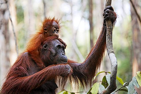 Orang-Utan (Pongo pygmaeus) in Tanjung Puting National Park, Central-Kalimantan, Borneo, Indonesia