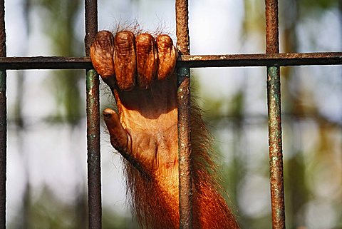 Orang-Utan care centre and quarantine facility, Pangkalanbun, Central-Kalimantan, Borneo, Indonesia