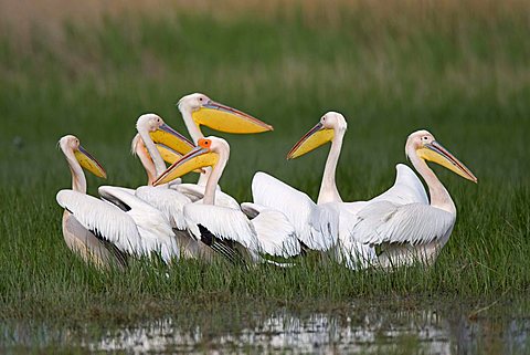 Great White Pelicans (Pelecanus onocrotalus), Danube Delta, Romania, Europe