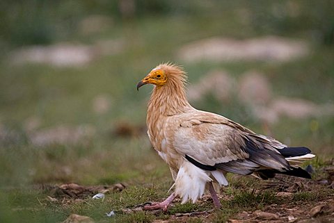 Egyptian Vulture (Neophron pernkopterus), Pyrenees mountains, Spain, Europe