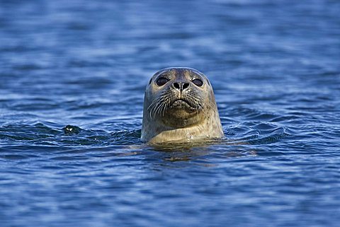 Common Seal or Harbor Seal (Phoca vitulina), Vatnsnes peninsula, Iceland, Europe