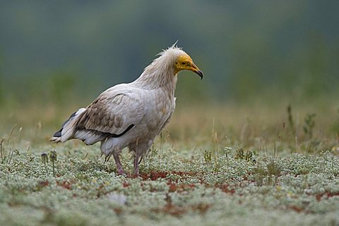 Egyptian vulture (Neophron pernkopterus), Rhodopes mountain, Bulgaria, Europe