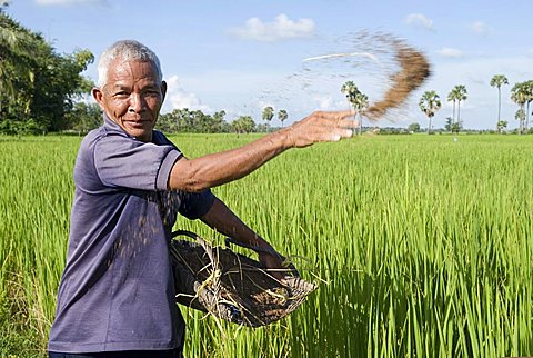 Farmer putting natural fertilizer on his rice field, Takeo Province, Cambodia