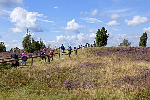 Hill Wilseder Berg, Lueneburg Heath, Lower Saxony, Germany, Europe