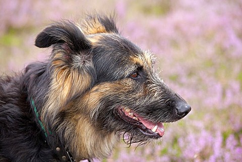 Sheepdog on the heath near Wilsede, Luneburg Heath, Lower Saxony, Germany