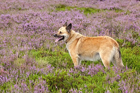 Sheepdog on the heath near Wilsede, Luneburg Heath, Lower Saxony, Germany