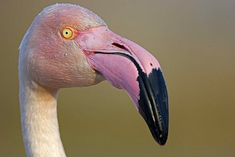 Greater Flamingo (Phoenicopterus ruber), portrait, Camargue, southern France, France, Europe