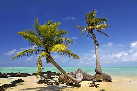 Palm beach on the island of St. Marie in the east of Madagascar, Africa, Indian Ocean