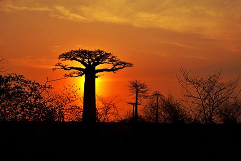 Baoba (Adansonia digitata) at sunset, Madagascar, Africa, Indian Ocean