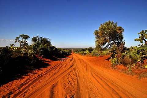 Dirt road in southern Madagascar, Africa, Indian Ocean