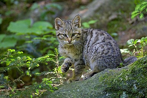 Young wild cat (Felis silvestris), Nationalpark Bayerischer Wald national park, Bavaria, Germany, Europe