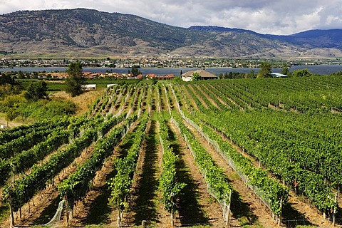 Vineyards and vines, Okanagan Valley, British Columbia, Canada