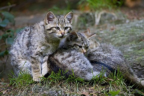 Young wild cats (Felis silvestris), Nationalpark Bayerischer Wald national park, Bavaria, Germany, Europe