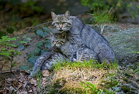 Wildcat (Felis silvestris) with young, Nationalpark Bayerischer Wald national park, Bavaria, Germany, Europe