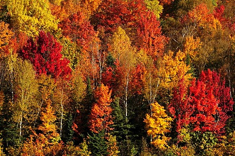 Trees in striking autumn colors, Ontario, Canada