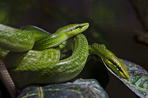 Red-tailed Green Ratsnake (Gonyosoma oxycephalum), Zoologischer Garten Berlin zoo, Berlin, Germany, Europe