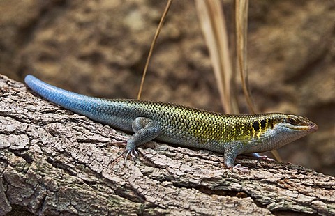 Five-lined Mabuya (Trachylepis quinquetaeniata), Tiergarten Berlin Ost zoo, Berlin, Germany, Europe