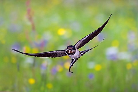 Barn swallow (Hirundo rustica) in flight with prey, Thuringia, Germany, Europe